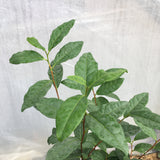 Camellia sinensis var sinensis "Taiwan" Seedlings