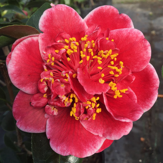 Camellia japonica 'Tama Vino'