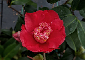 Camellia japonica 'Tama Electra'