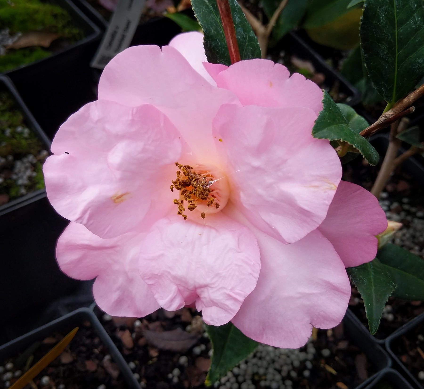 Camellia x 'Taylor's Perfection' Camellia Forest Nursery