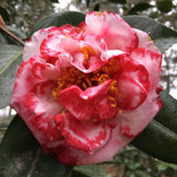 Camellia japonica 'Terry Gilley Variegated'