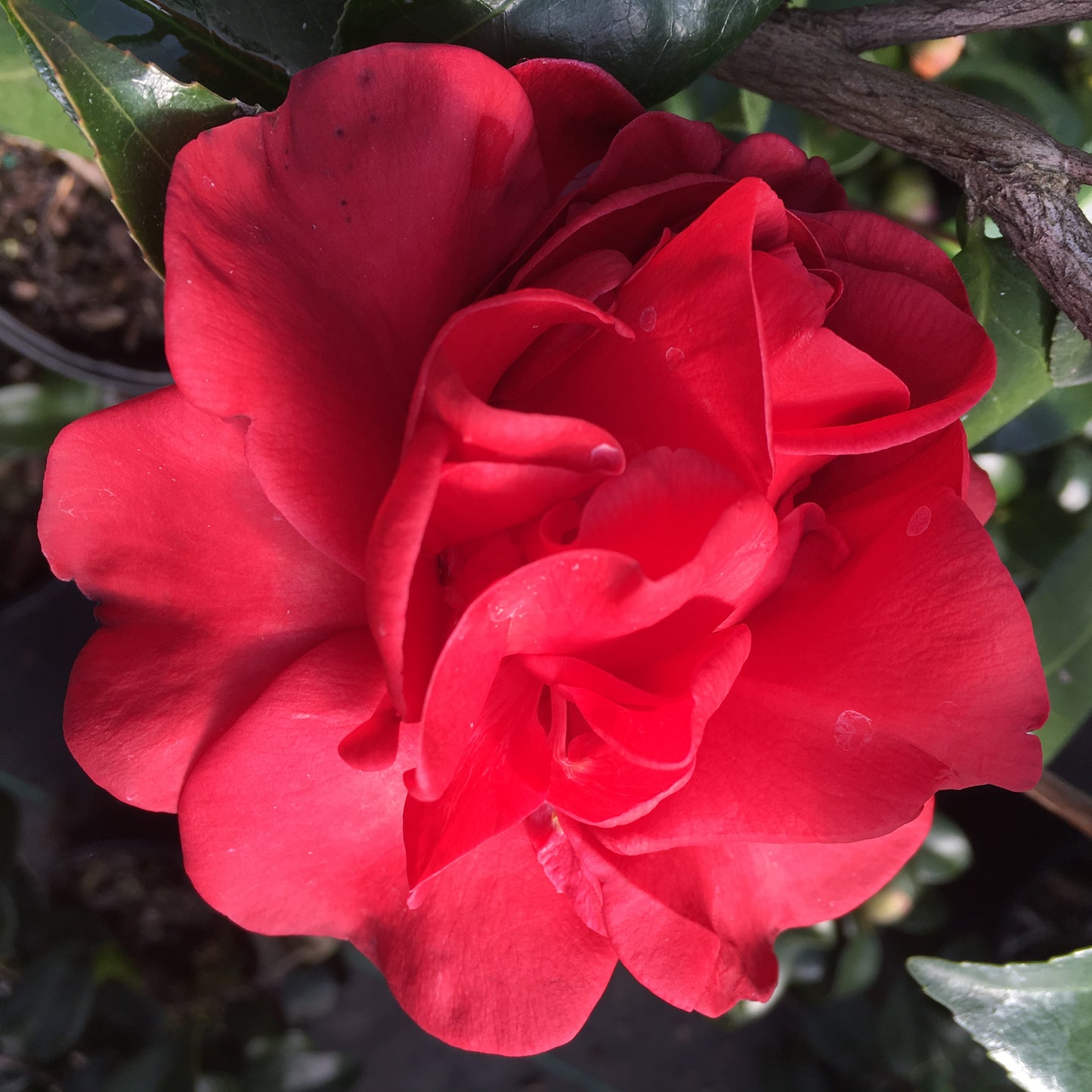 Camellia japonica 'Tom Knudsen'