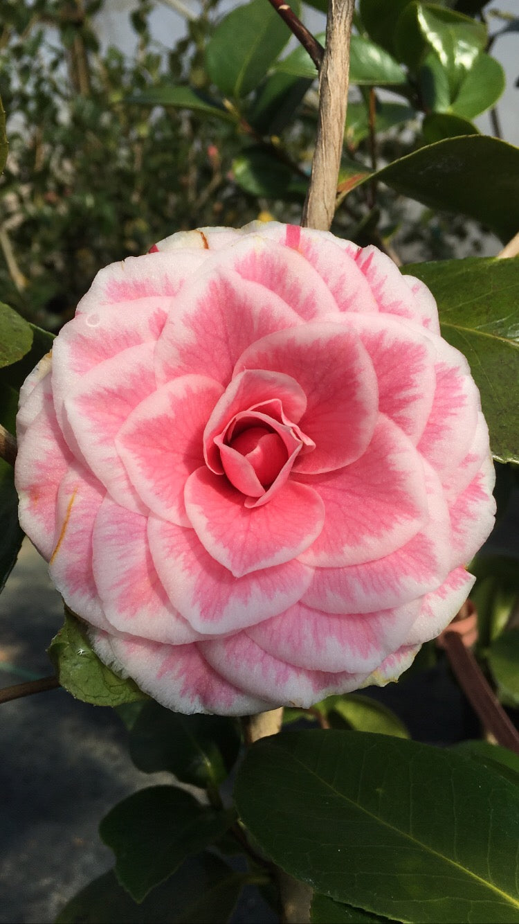 Camellia japonica 'Tom Thumb'