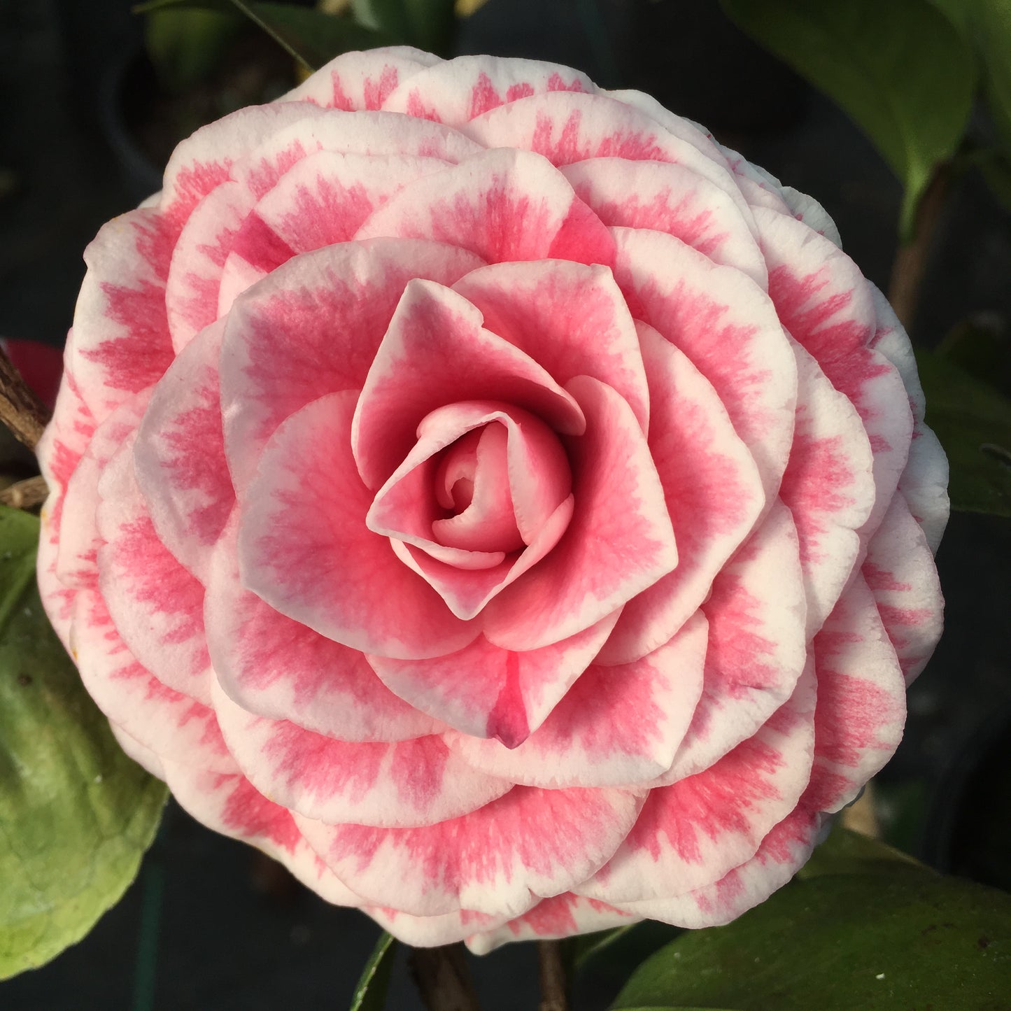 Camellia japonica 'Tom Thumb'