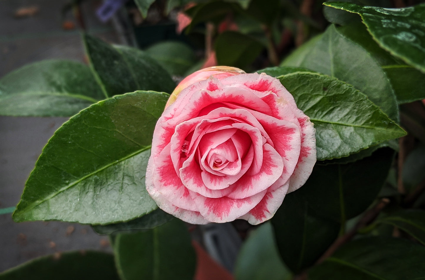 Camellia japonica 'Tom Thumb'