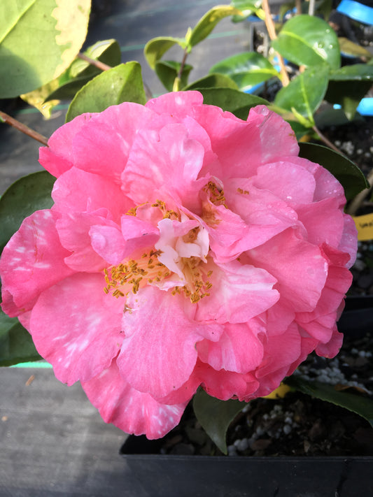 Camellia japonica 'Tomorrow Park Hill (Var)'