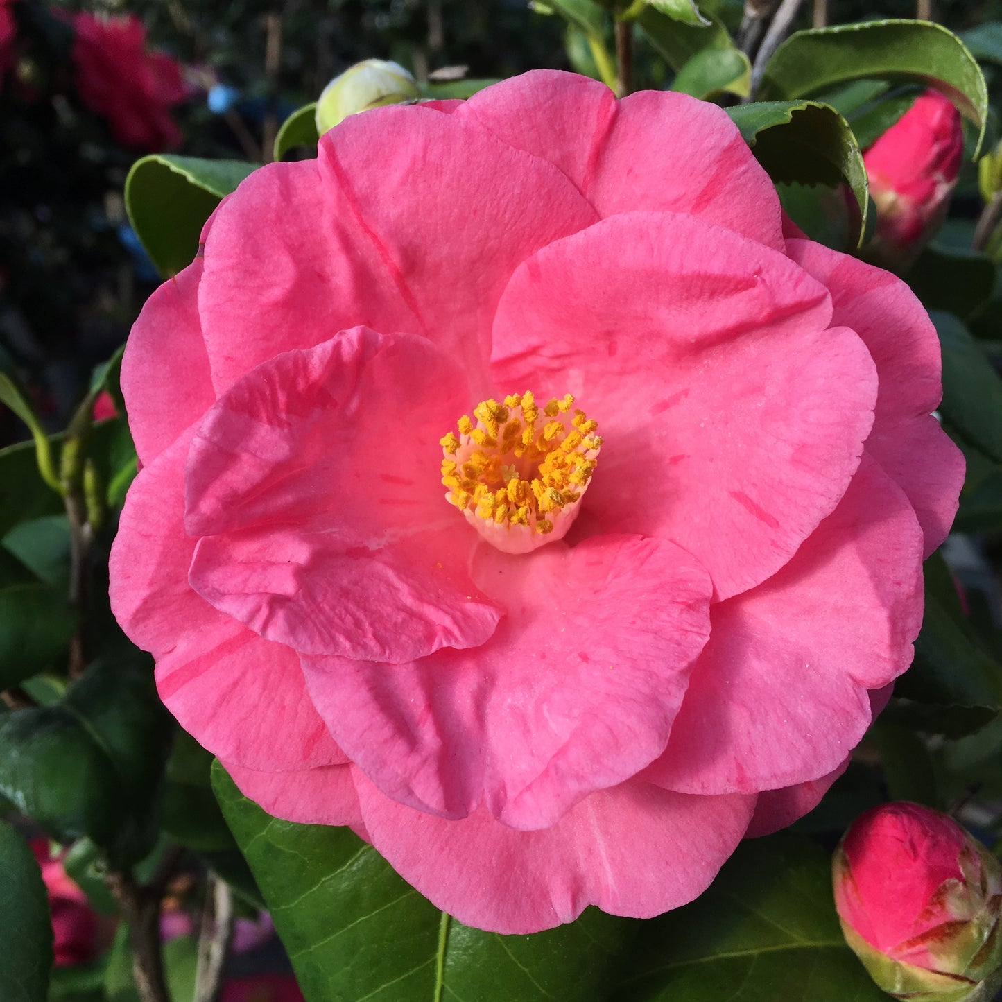 Camellia japonica 'Tricolor Pink'