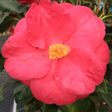 Camellia japonica 'Tricolor Pink'