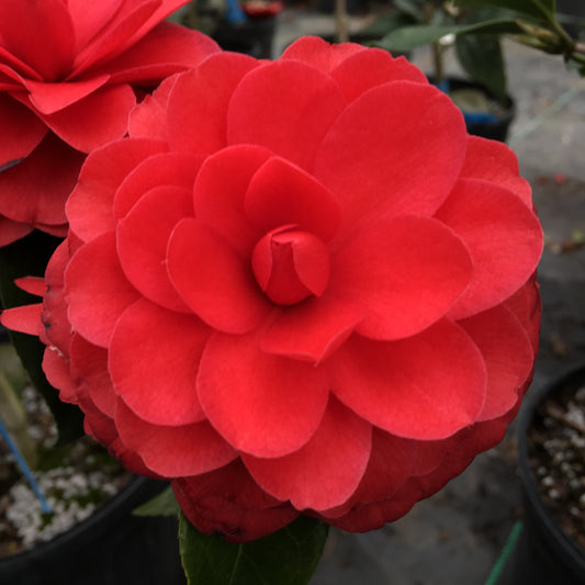 Camellia japonica 'Tudor Baby'