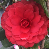 Camellia japonica 'Tudor Baby'