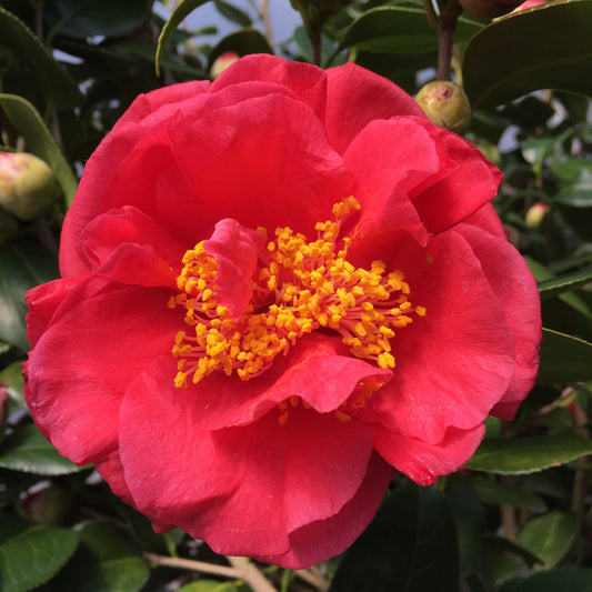 Camellia japonica 'Turandot'