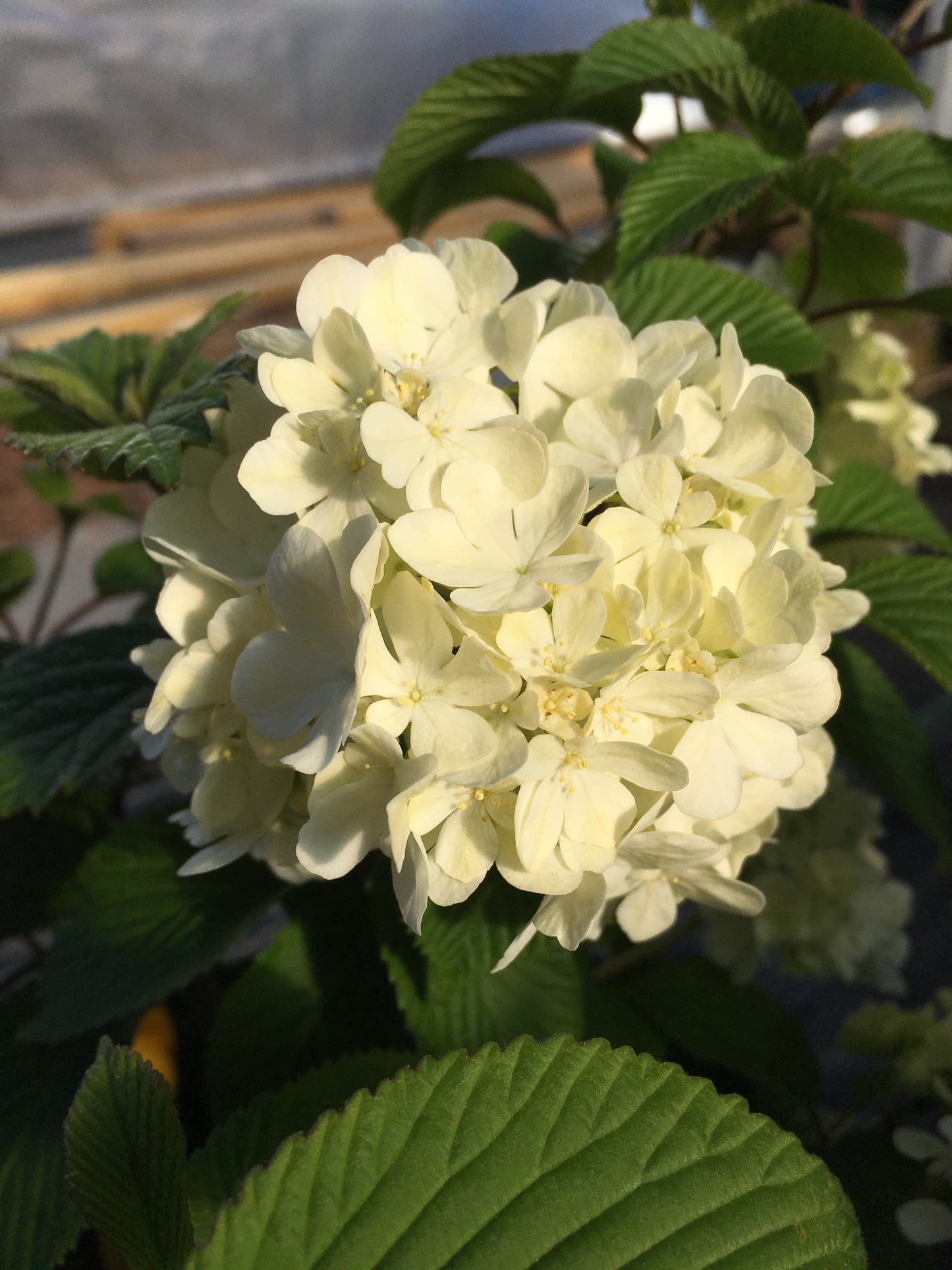 Viburnum plicatum 'Nanum'