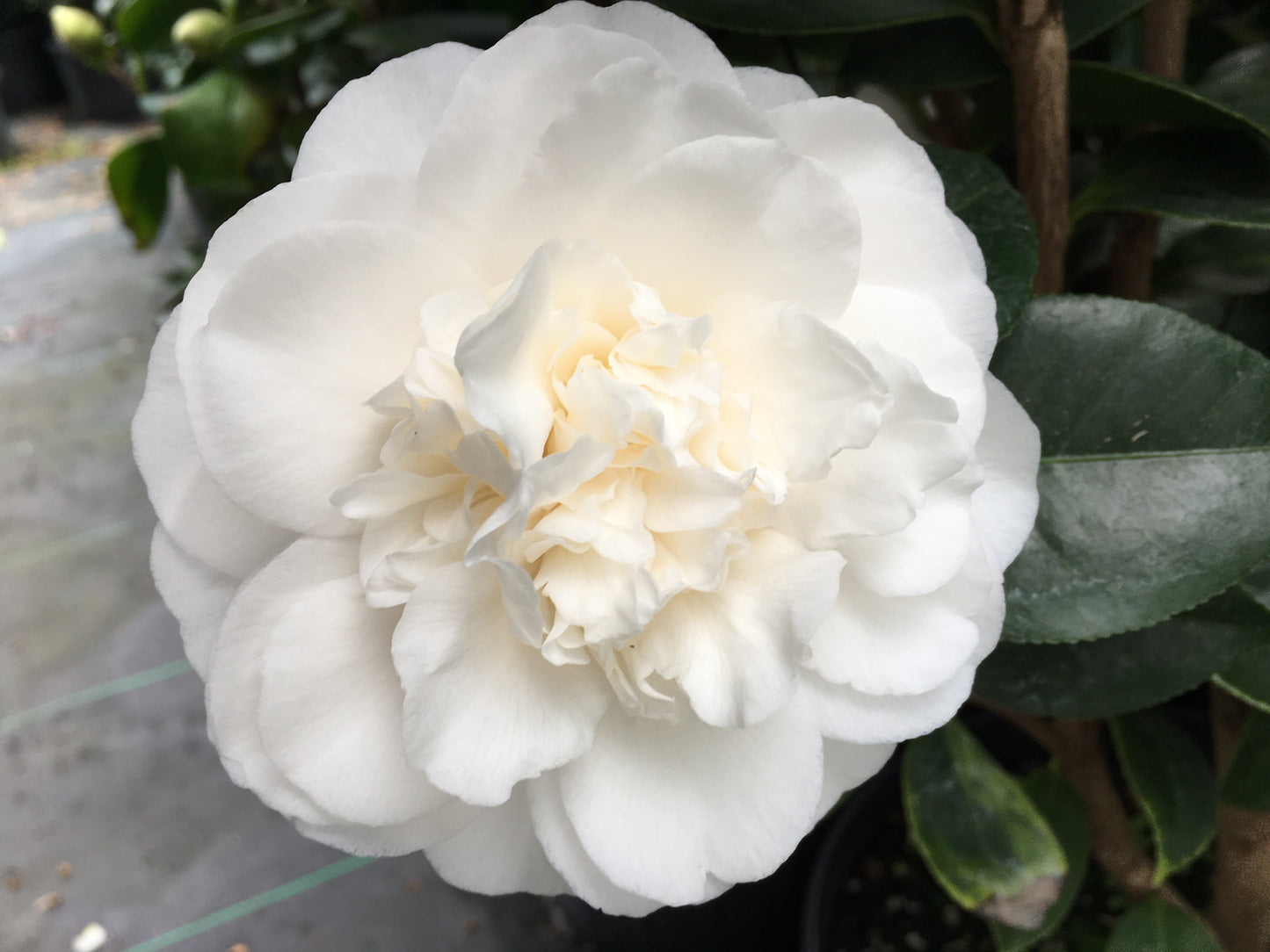 Camellia japonica 'Victory White'