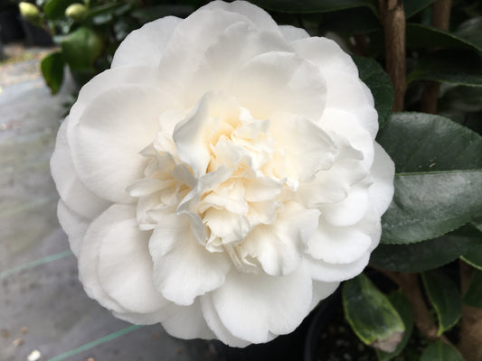 Camellia japonica 'Victory White'