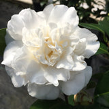 Camellia japonica 'Victory White'