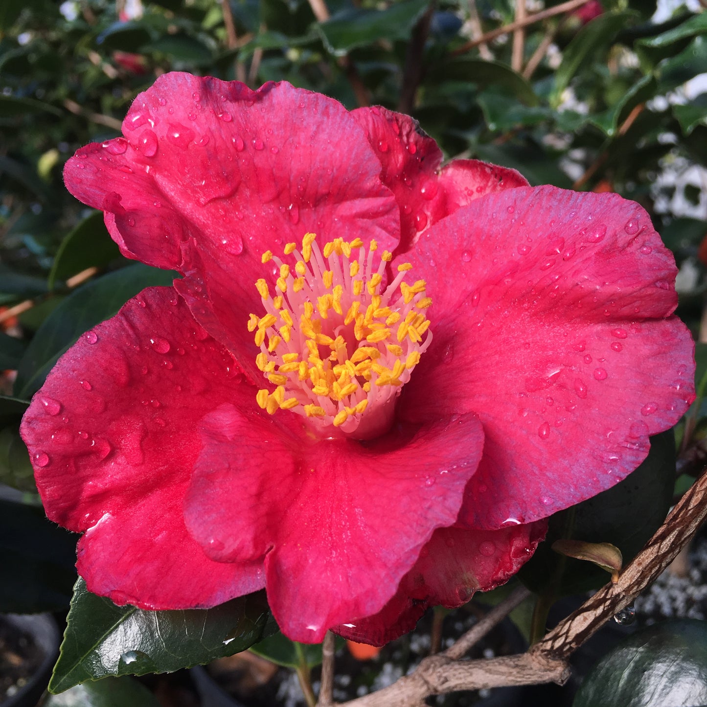 Camellia japonica 'Violet Femme'