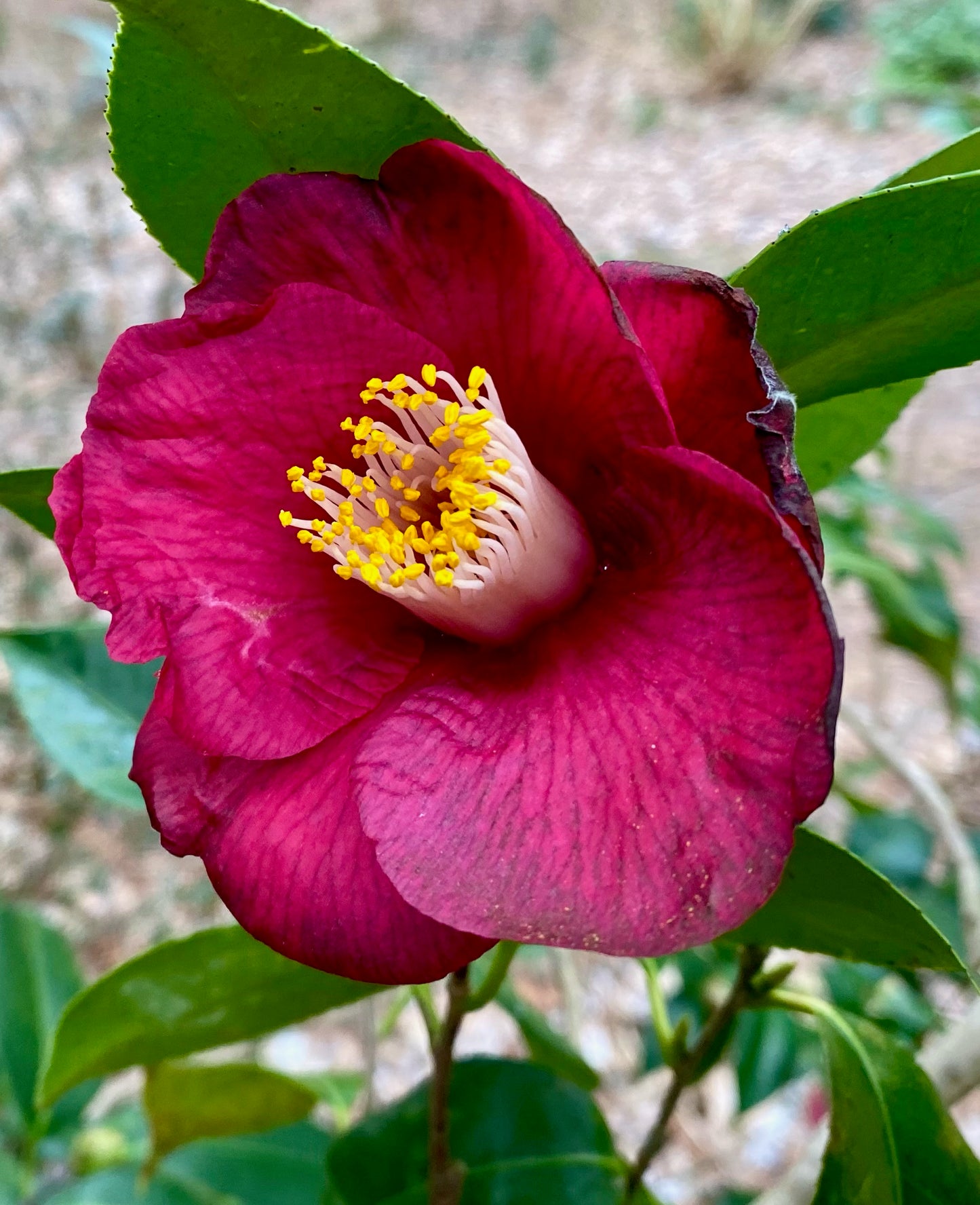 Camellia japonica 'Violet Femme'