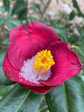 Camellia japonica 'Violet Femme'