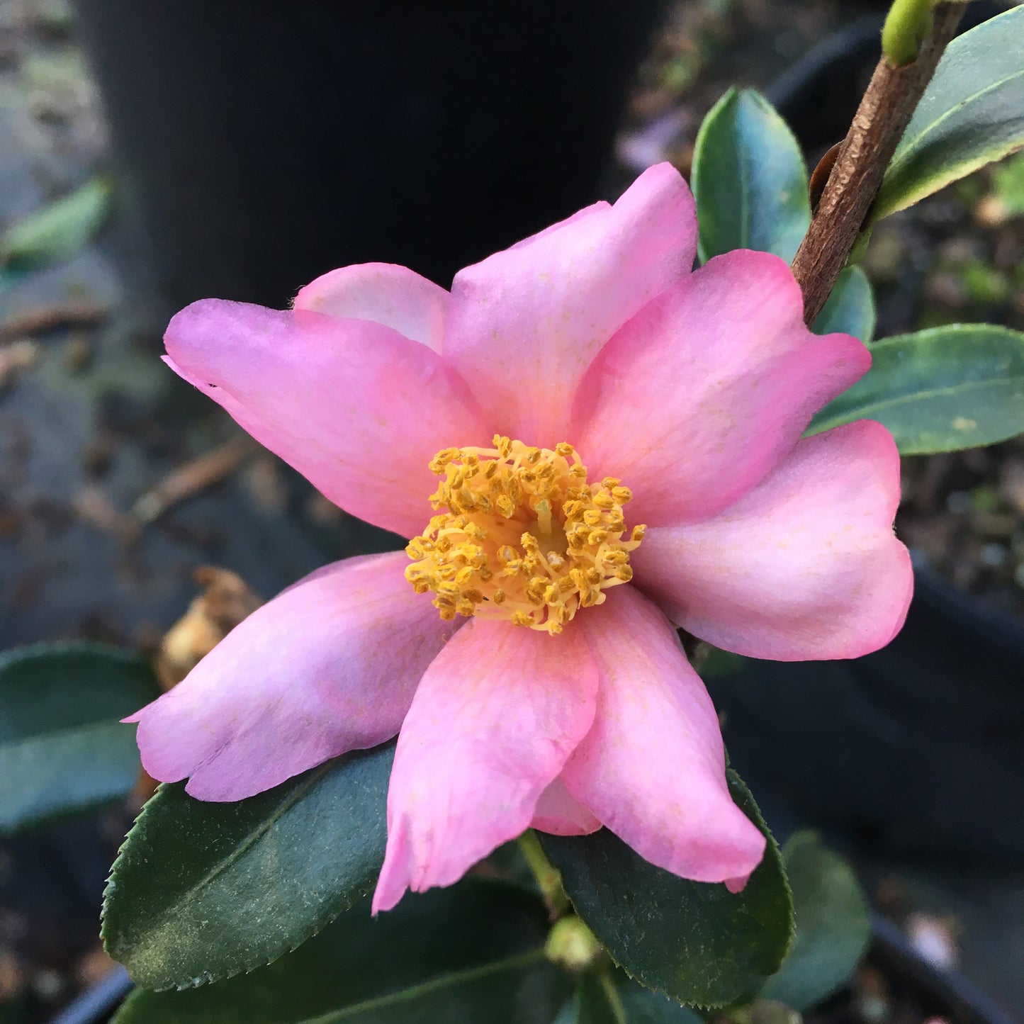 Camellia x 'Winter's Red Rider'