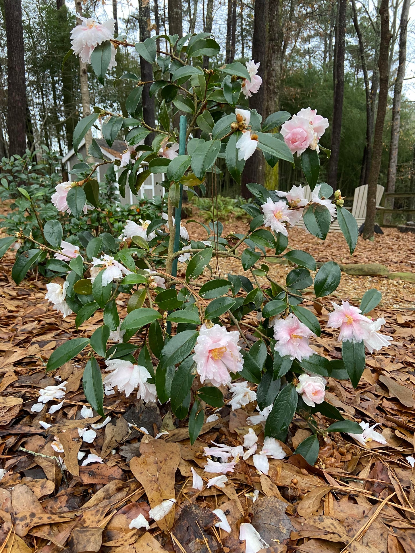 Camellia x 'Winter's Rose'