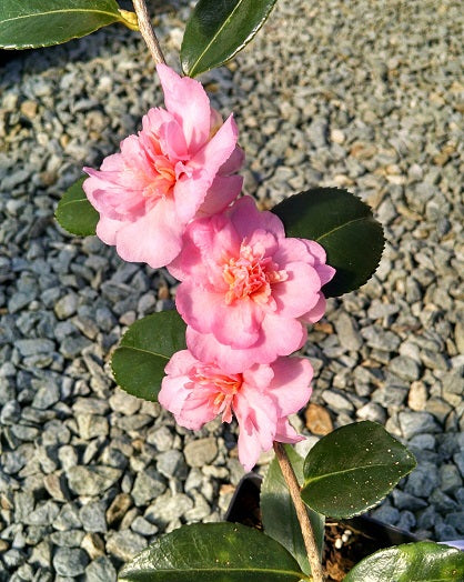 Camellia x 'Winter's Interlude'