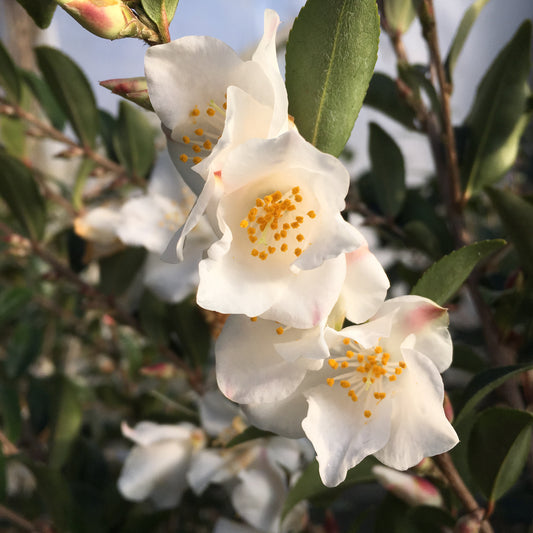 Camellia x 'Wirlinga Bride'