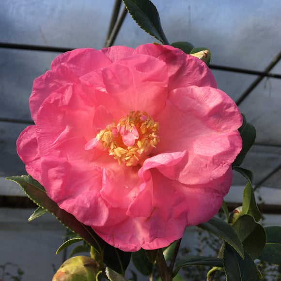 Camellia x williamsii 'Wynne Rayner'