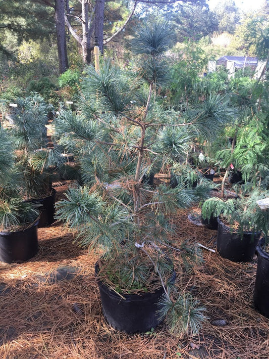 Pinus wallichiana 'Zebrina'