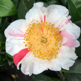 Camellia japonica 'Yamato Nishiki'