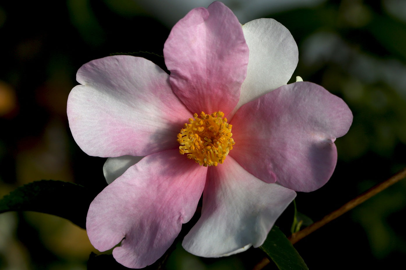 Camellia x 'Yume'