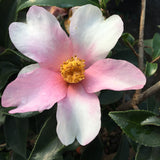 Camellia x 'Yume'