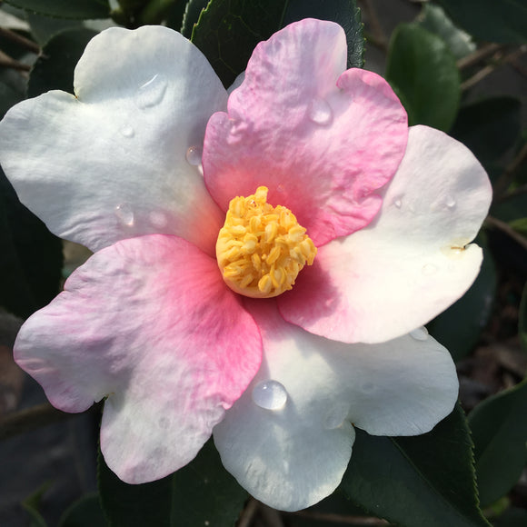 Camellia x 'Yume'