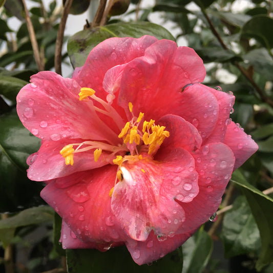 Camellia japonica 'Zambo'