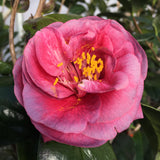 Camellia japonica 'Zambo'