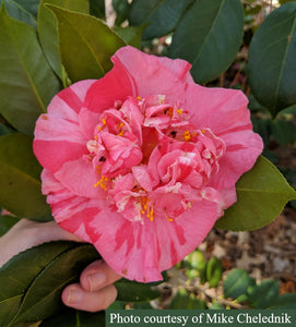 Camellia japonica 'Zelma Crockett'