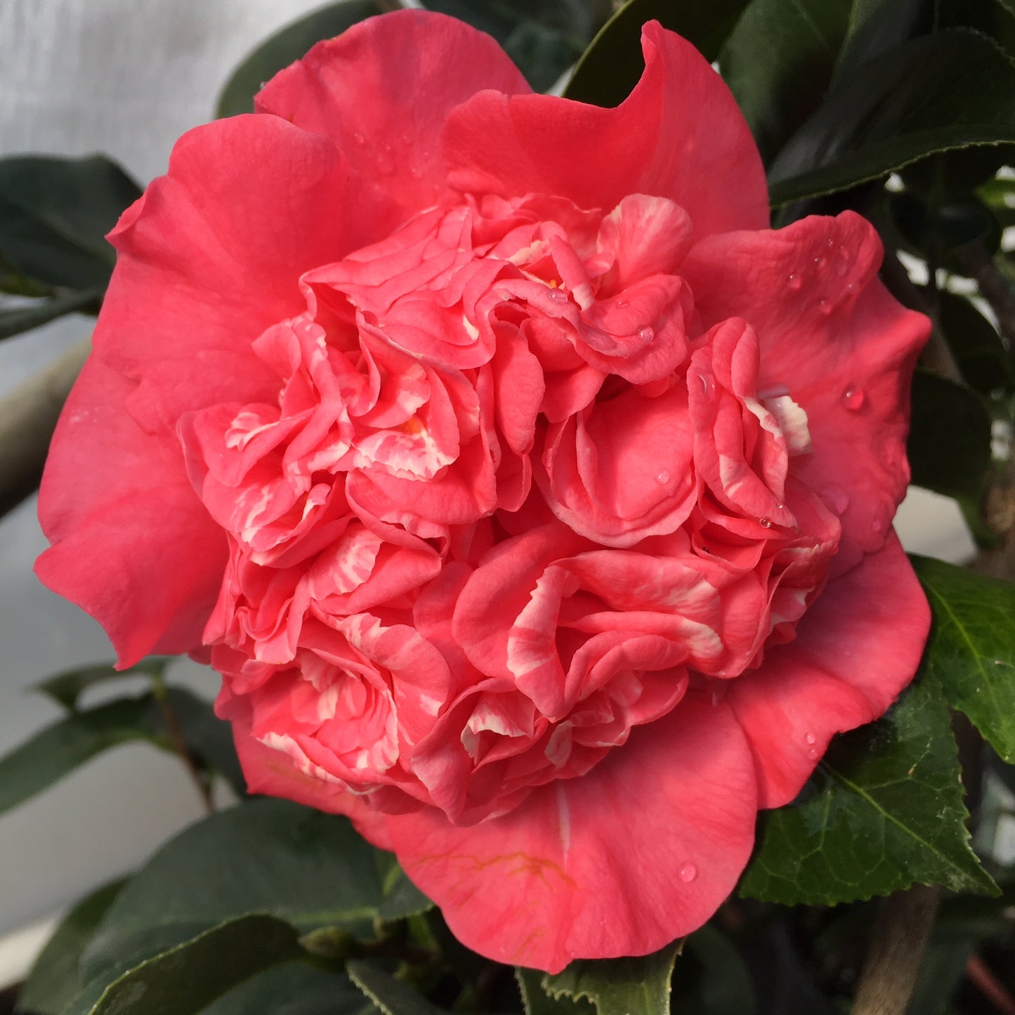 Camellia japonica 'Zelma Crockett'