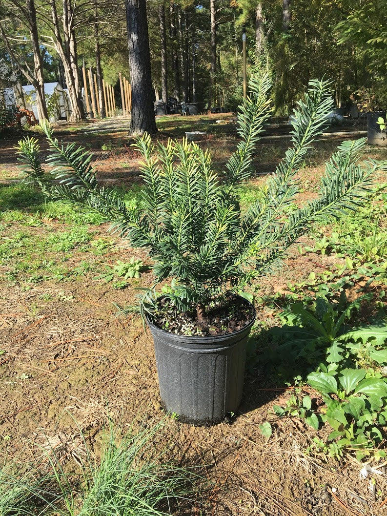 Cephalotaxus harringtonia 'Gold Rush'