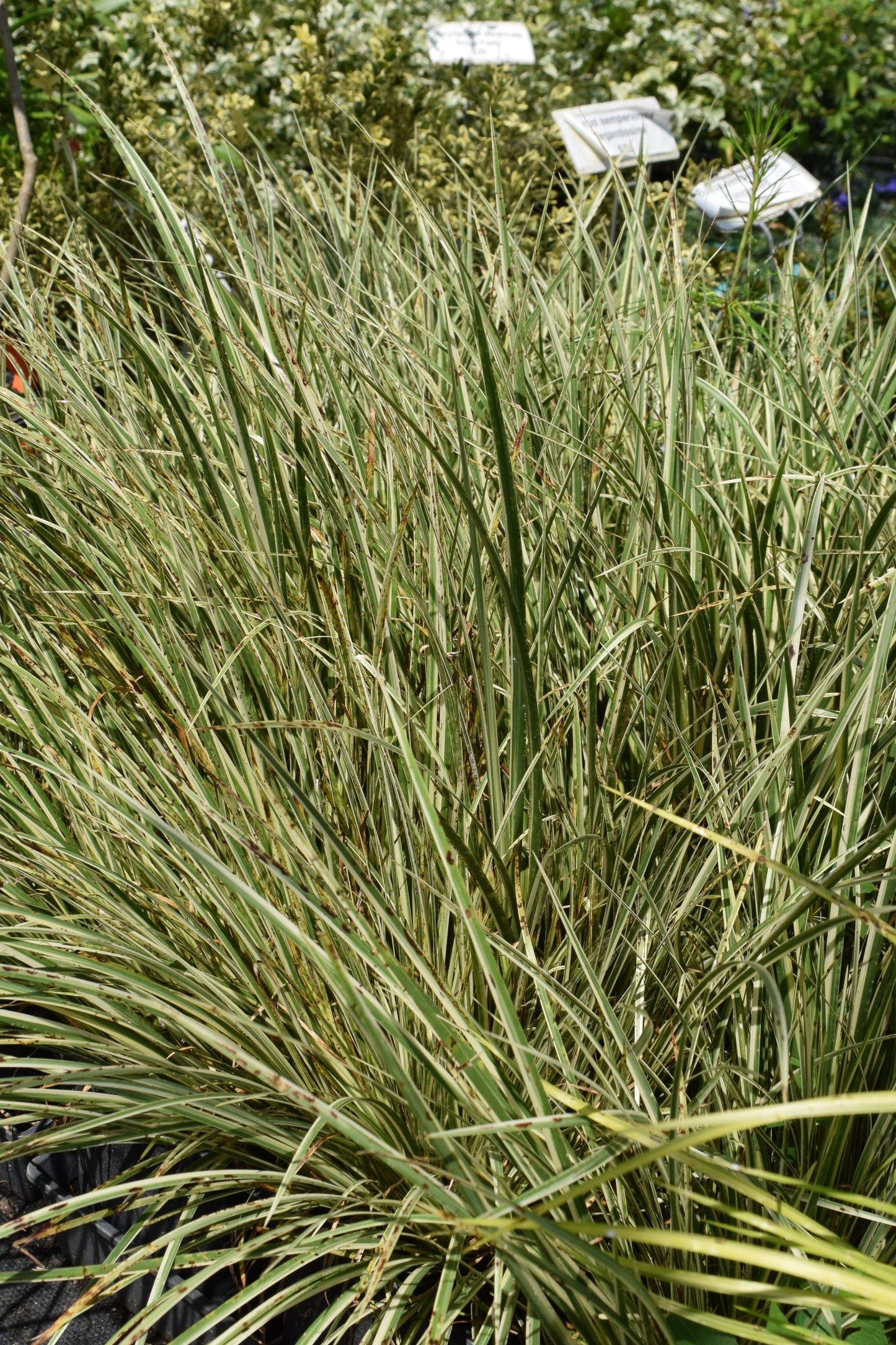 Acorus graminus 'Variegatus' at Camellia Forest Nursery