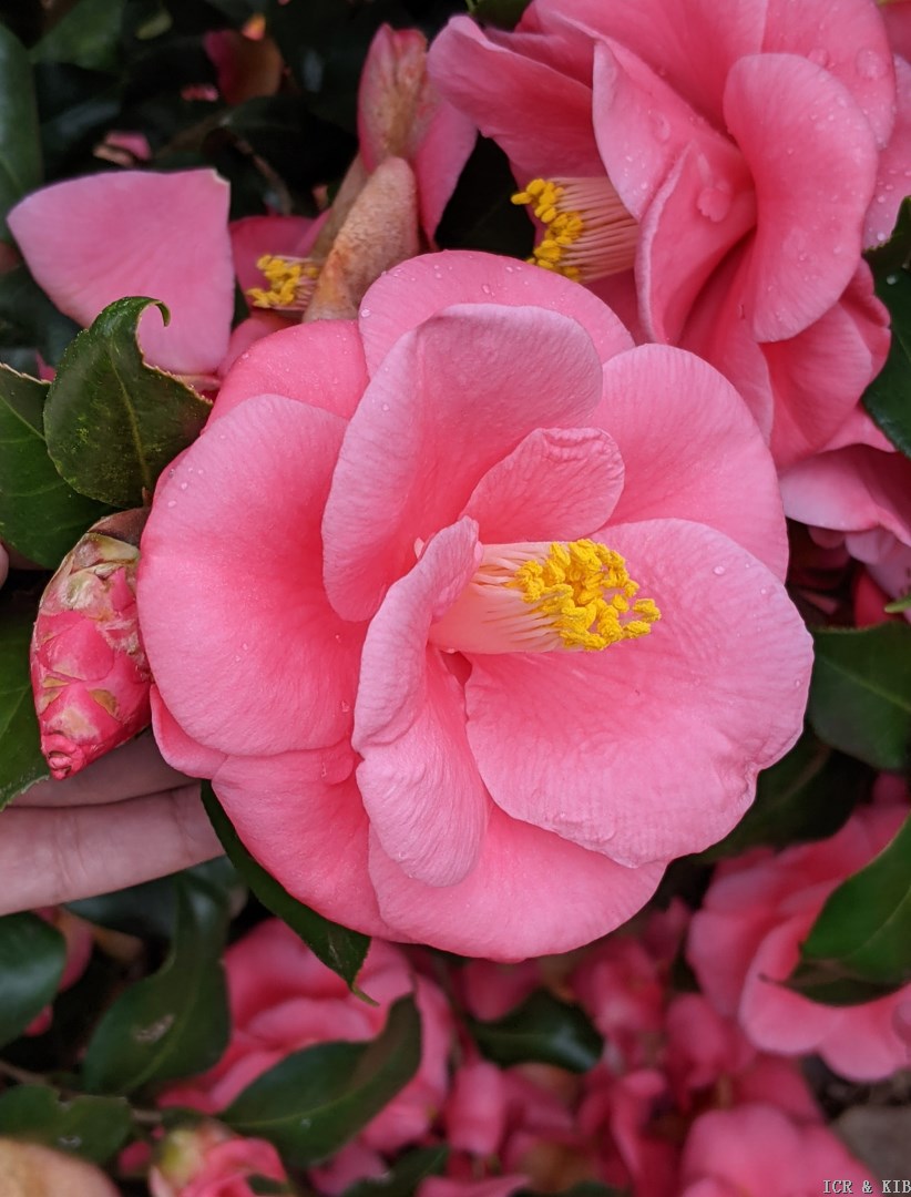 Camellia japonica 'Anacostia'