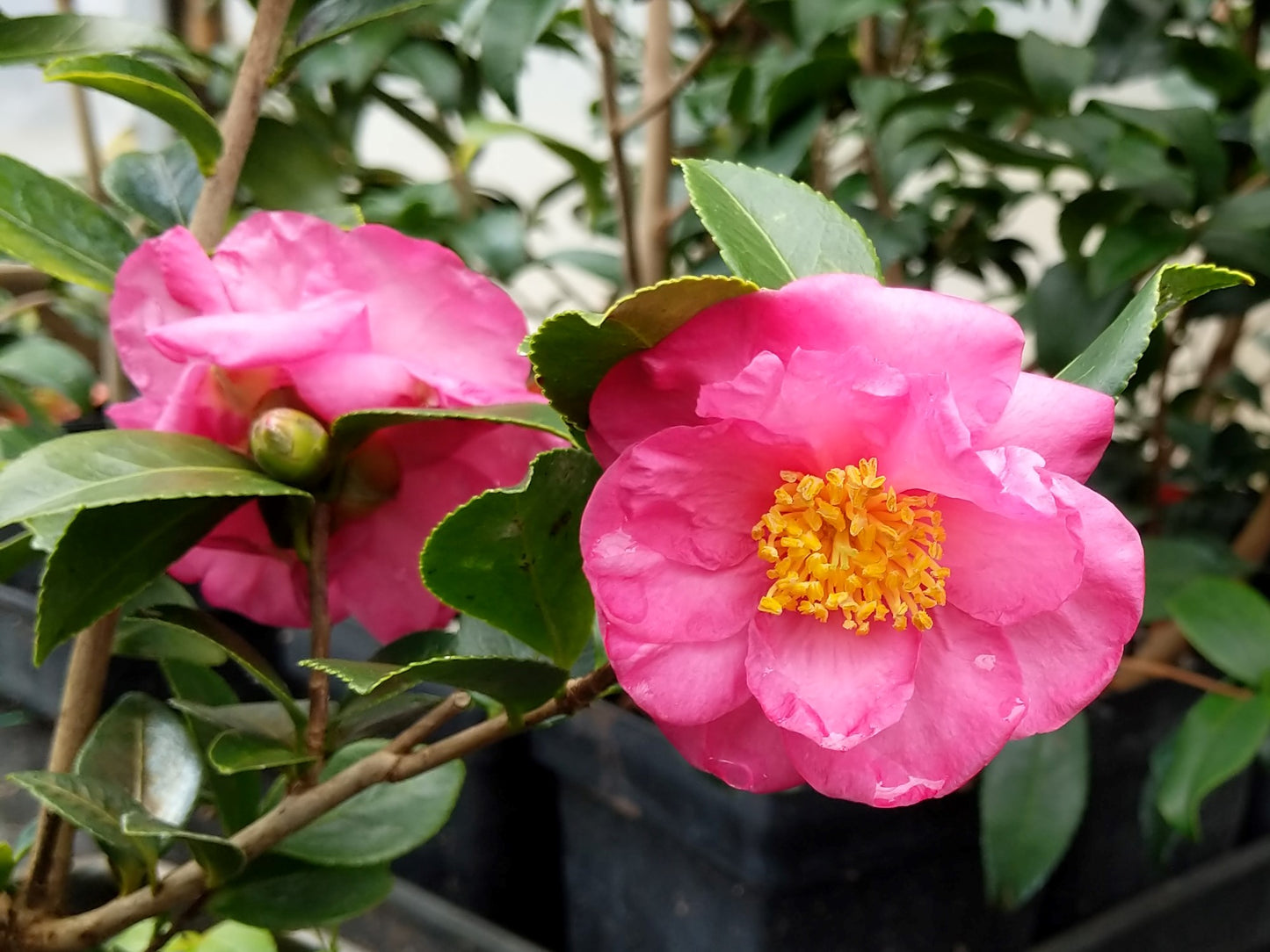 Camellia x 'Ashton's Supreme' at Camellia Forest Nursery