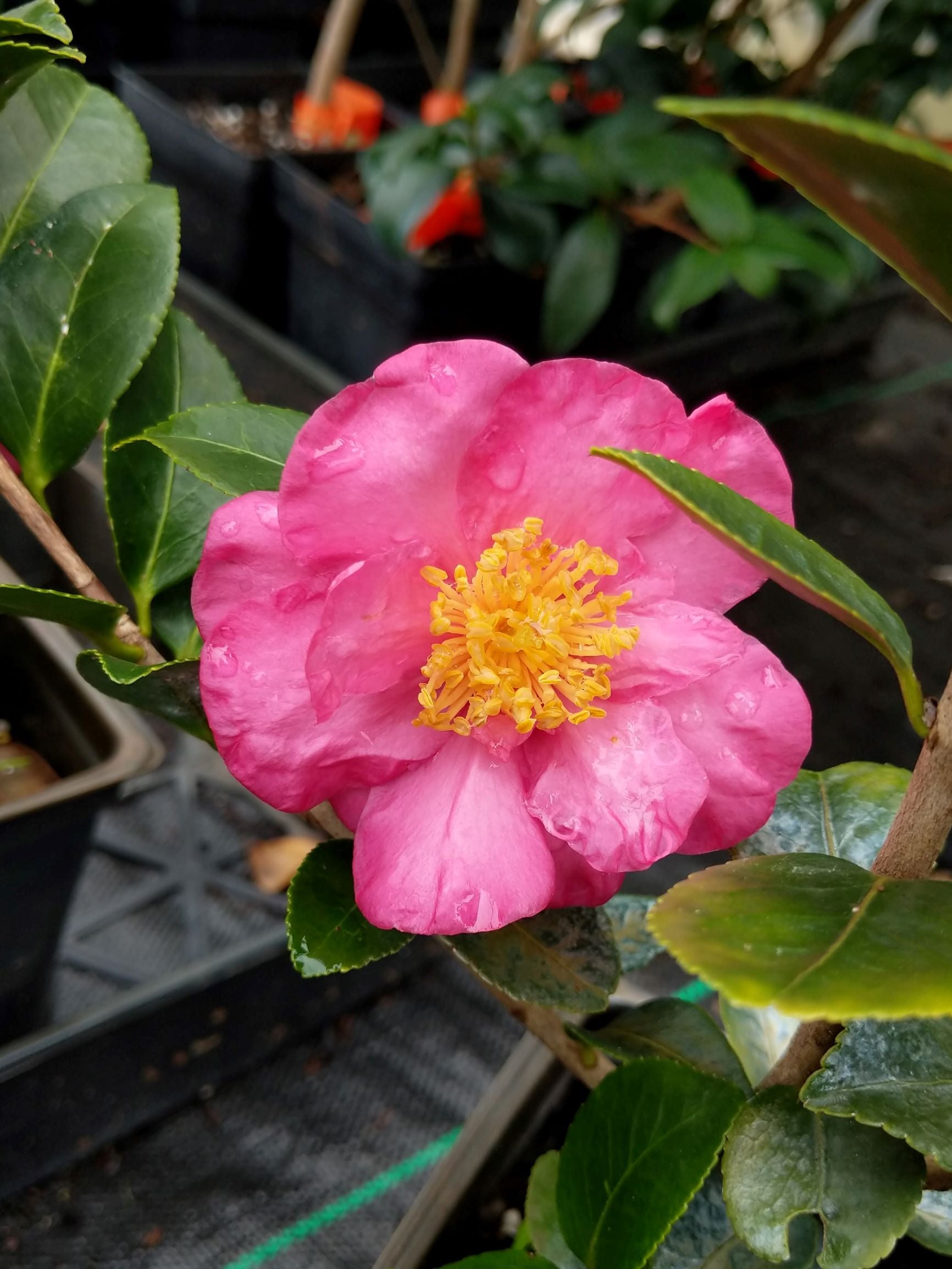 Camellia x 'Ashton's Supreme' at Camellia Forest Nursery