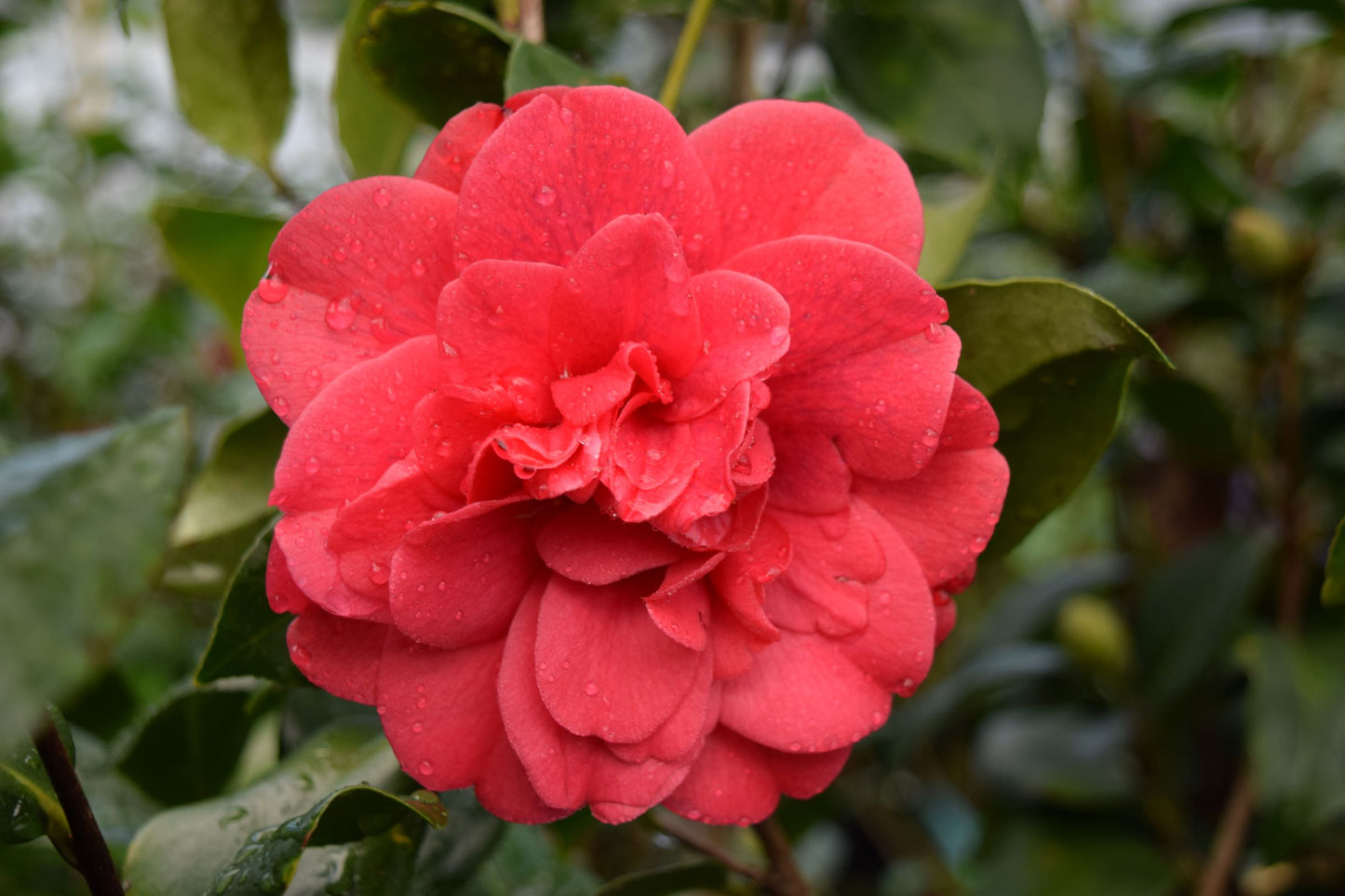 Camellia japonica 'Aunt Jetty'