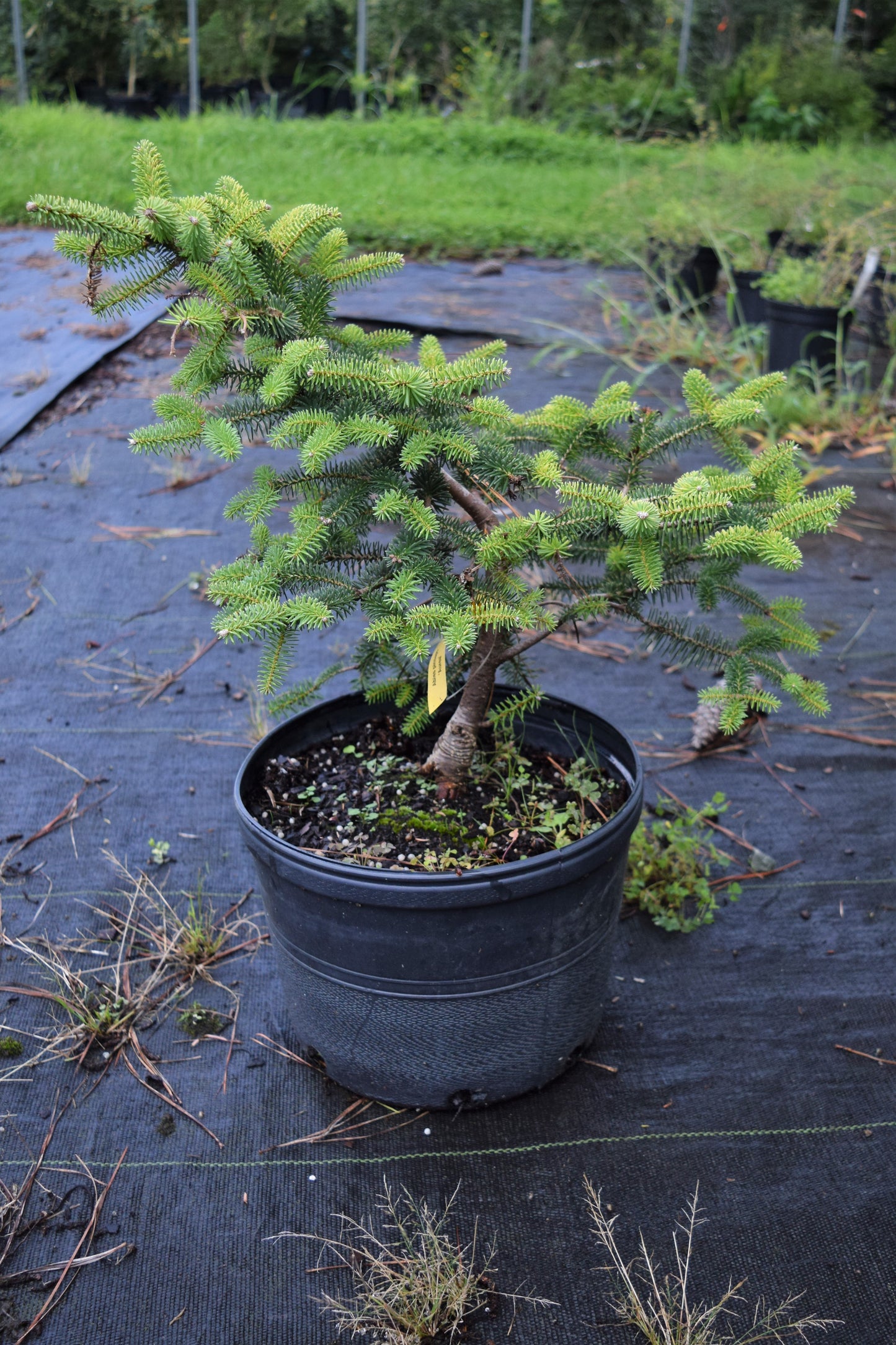 Abies pinsapo 'Aurea', Golden Spanish Fir at Camellia Forest Nursery