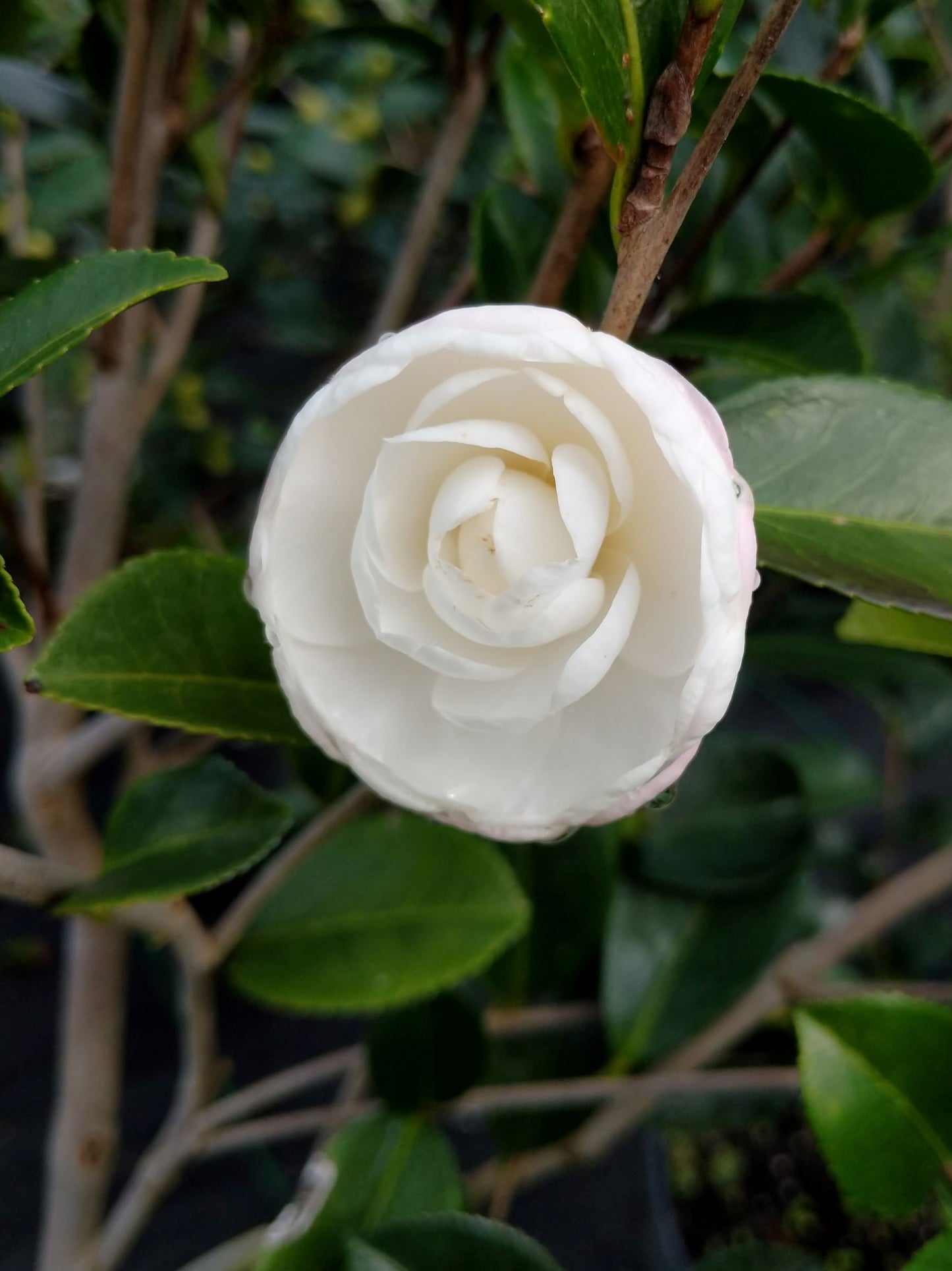 Camellia sasanqua 'Autumn Moon' at Camellia Forest Nursery