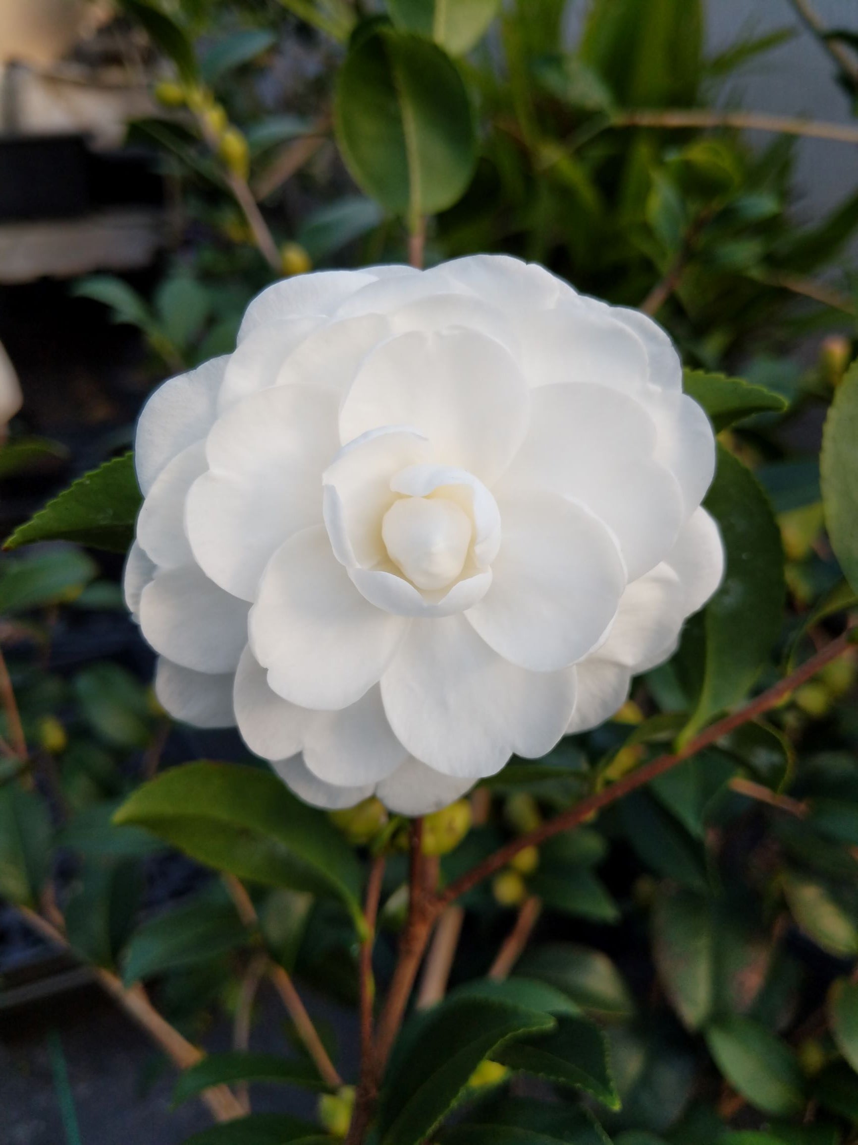 Camellia sasanqua 'Autumn Moon' at Camellia Forest Nursery