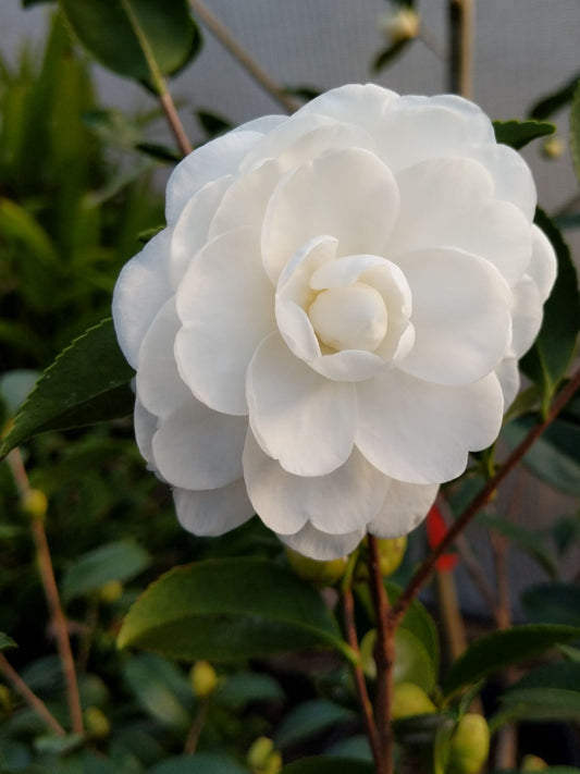 Camellia sasanqua 'Autumn Moon' at Camellia Forest Nursery