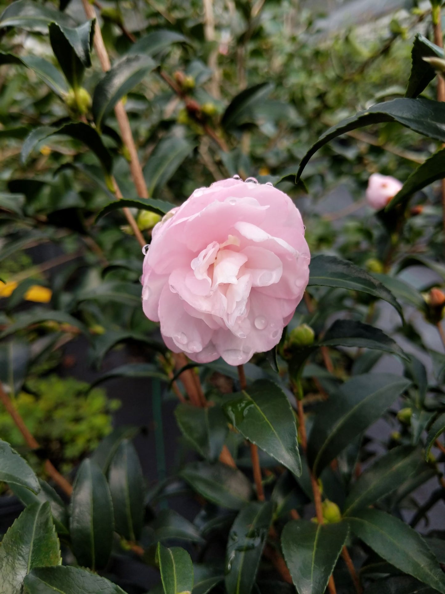 Camellia sasanqua 'Autumn Sentinel' at Camellia Forest Nursery