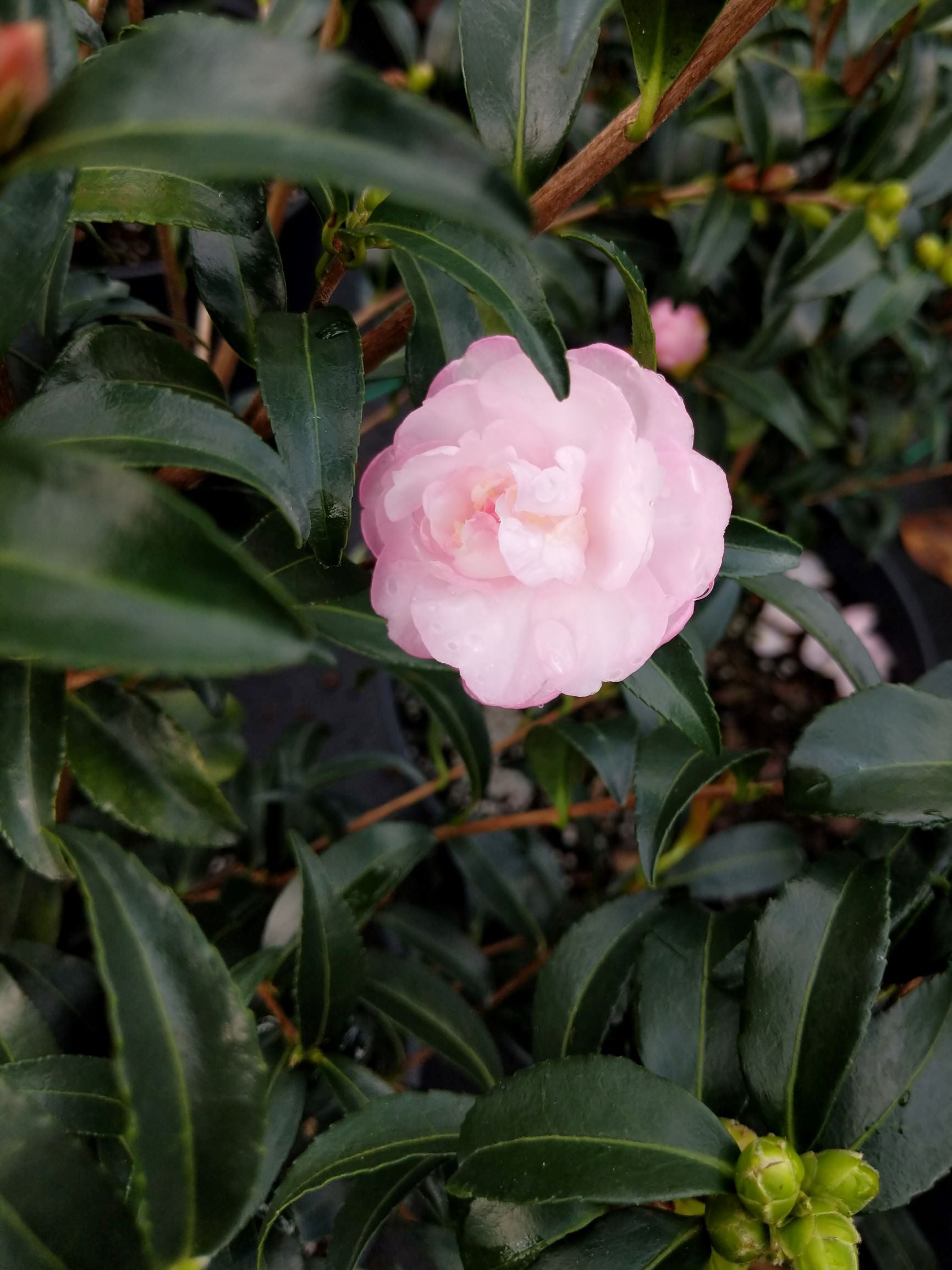 Camellia sasanqua 'Autumn Sentinel' at Camellia Forest Nursery