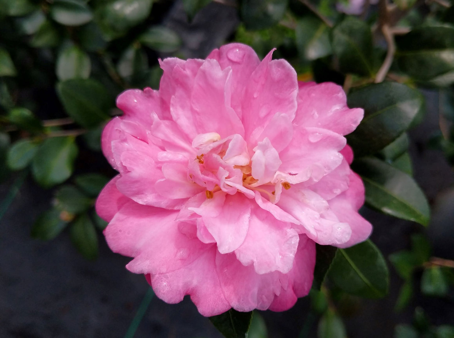 Camellia x 'Autumn Spirit' at Camellia Forest Nursery