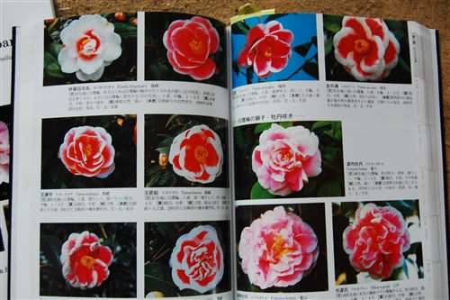 Camellia of Japan at Camellia Forest Nursery